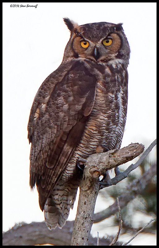 _4SB2406 great-horned owl.jpg